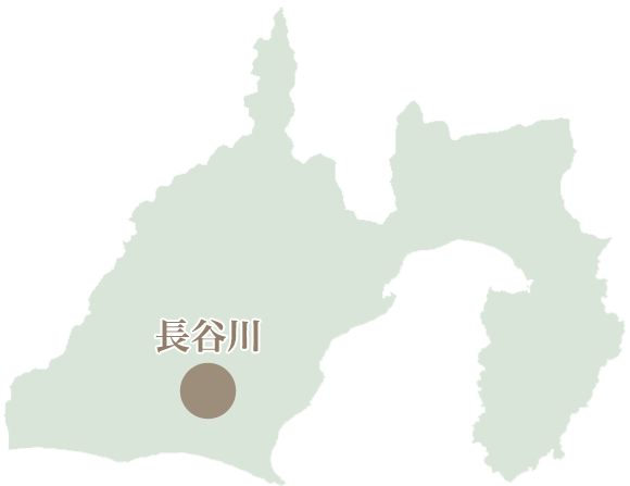 櫻乃庵の茶葉生産者　静岡県